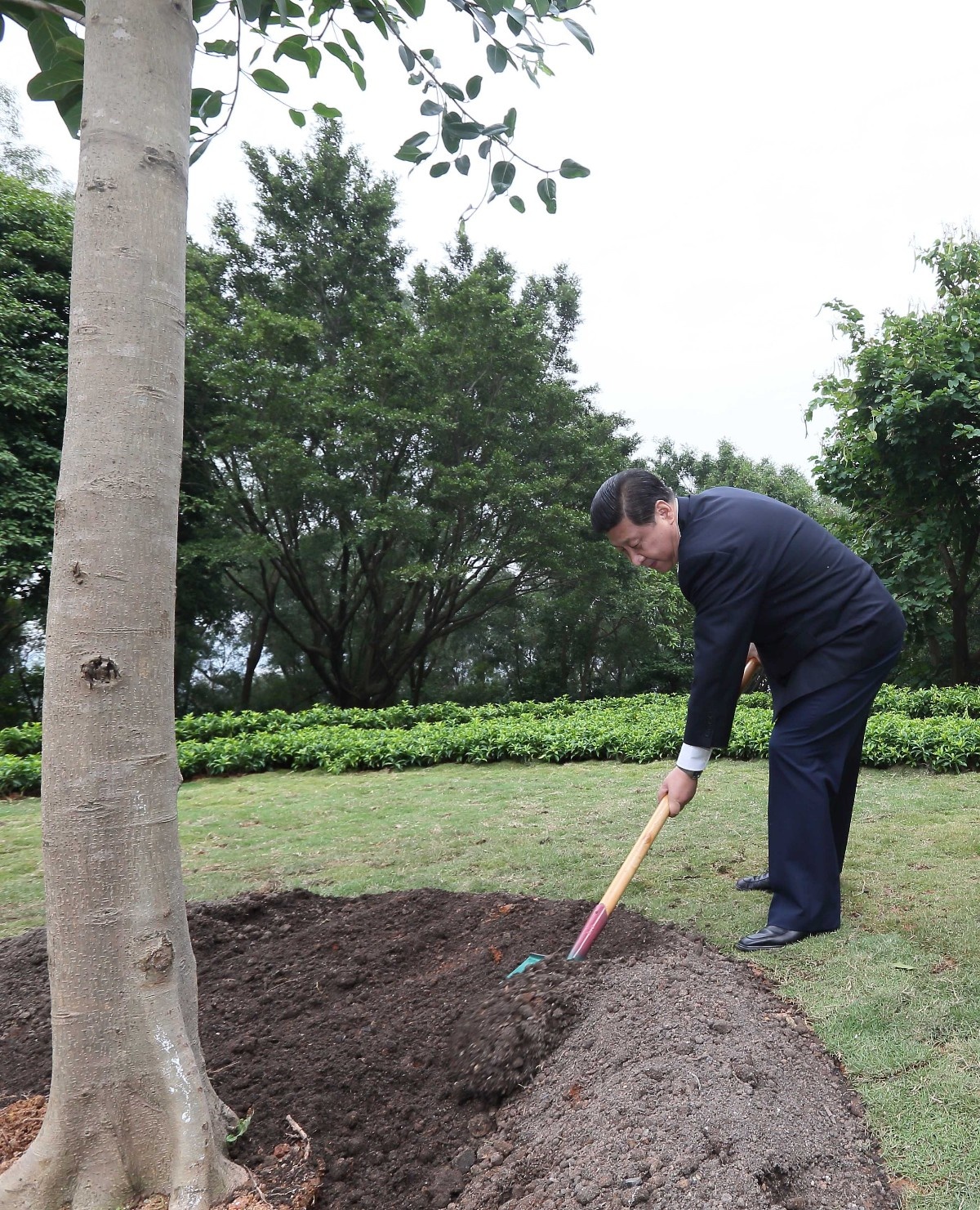 2012年12月8日，習(xí)近平在深圳蓮花山公園種下一棵高山榕樹。