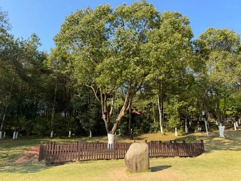 習(xí)近平同志為福建省長汀縣水土保持科教園捐種的香樟樹。圖源：學(xué)習(xí)時報
