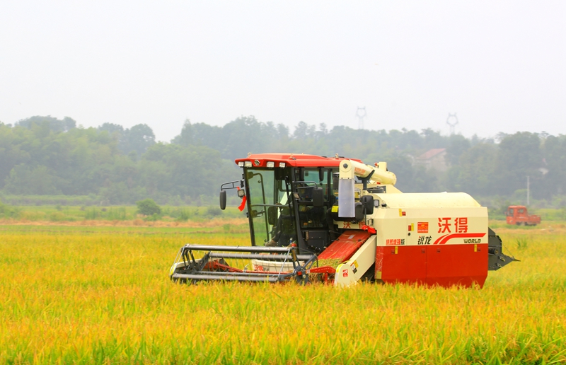早稻收割忙，農(nóng)機(jī)來助力。常德市鼎城區(qū)融媒體中心供圖