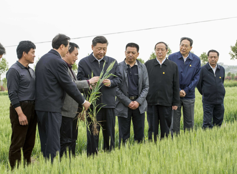 2016年4月25日下午，習(xí)近平在安徽滁州市鳳陽縣小崗村察看小麥長勢。左一為種糧大戶程夕兵。新華社記者 李學(xué)仁 攝